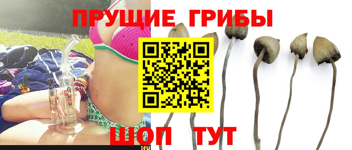 наркота  Псилоцибиновые грибы Cubensis  Вход с VPN  Фролово 
